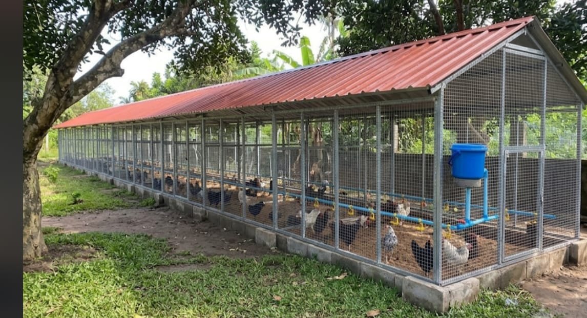 Poules en élevage